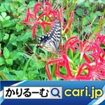 22_Butterfly200706w500x500.jpg