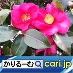 71_flower211227w500x500.jpg