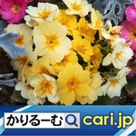 78_yellow220307w500x500.jpg